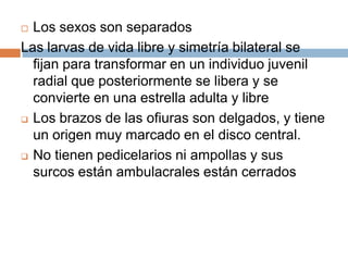Su aparato vascular acuífero es un complejo sistema hidráulico.Las ramificaciones del sistema ambulacrales son importante para  la locomoción ( alimento respiración y  excreción)
