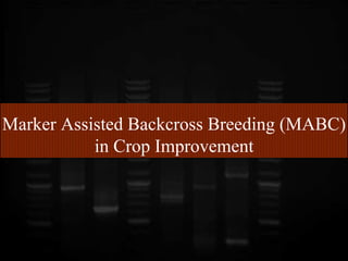 Marker Assisted Backcross Breeding (MABC)
in Crop Improvement
 