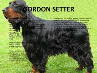 GORDON SETTEREs nativo de Gran Bretaña. Descendiente de losspaniels de muestra que cruzaron junto con perros nativos para formar una raza adaptada a las condiciones de caza de Escocia. Tomó su nombre actual en el siglo XVIII de la famosa jauría del Duque de Gordon.Tamaño: de 58 a 68 cm de altura.Peso: de 22 a 40 kg.Orejas: medianas y pendulosas, de inserción baja.Pelo: moderadamente largo, liso, con franjas largas y finas.Color: negro y fuego.Posee un temperamento noble y fácil de domar, por lo que es un excelente compañero para la familia. Es un buen cobrador por naturaleza: tiene buen olfato y una alta resistencia para las largas jornadas propias de la cacería.Inteligente, fiel, noble, alegre, siempre alerta y juguetón, son cualidades suficientes para tener un perro de esta raza en casa, como compañero de los niños, además siempre busca la protección de su familia y hogar, funcionando bien como guardián, sin llegar a mostrar un instinto agresivo.Requiere que se le dedique tiempo y espacio para ejercitarse, pues su naturaleza le exige estar en forma. Su pelo no necesita mucho cuidado, ya que no es muy largo, pero requiere un cepillado por semana como mínimo.