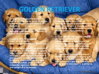 GOLDEN RETRIEVEREs originario de Gran Bretaña, en donde se cree que se gestó de cruzas entre el retriver de terranova y el labrador.Fue utilizado como pastor y también adquirió habilidades para muestra y cobro en la cacería.Estatura: 21 a 25 pulgadasPeso: 65 a 80 librasColor: Varias tonalidades de dorado Es un fantástico animal de compañía: inteligente, leal y cariñoso, le agrada jugar con los niños y con el agua; es educado y está siempre dispuesto a complacer y realizar actividades con la familia. Prácticamente no tiene instinto guardián, pero es capaz de responder agresivamente si siente que peligra él o su familia. Es poderoso, activo, alerta, amigable, digno de confianza, además se adapta a departamentos pequeños, siempre y cuando se lleve a ejercitarlo. Su entrenamiento para obediencia es fácil y exitosos.Es muy versátil, un cazador natural de rápidos reflejos. Su adiestramiento se facilita por sus enormes deseos de complacer a su dueño. Cada vez es más utilizado como lazarillo para los invidentes. Es importante ejercitarlo, porque tiende a la obesidad, lo mismo que cepillar su brillante capa dorada con frecuencia para que luzca hermoso, por lo menos tres veces a la semana.