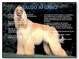 GALGO AFGANOEl Afgano ha sido considerado, desde tiempos antiguos, como uno de los perros más nobles. Es un perro grande perfectamente adaptado a la carrera, en la que es un maestro. No sólo se caracteriza por una gran velocidad sino también por una extraordinaria agilidad. Es, sin duda, un gran placer observar a estos perros en plena carrera. El cuerpo, así como las patas, es alargado y está cubierto por un pelaje muy largo y sedoso, que puede ser de cualquier color, siendo más habituales los tonos cremas y leonados. La cabeza es alargada y con el pelo considerablemente más corto que en el resto del cuerpo, salvo en la frente y las orejas, en las que es de la misma longitud. Tamaño: El Afgano macho alcanza los 73 cm de alzada. Fuerte, altivo, potente y noble. Cabeza larga. Pelo: Es largo y sedoso y requiere mucho ejercicio y un cepillado diario.