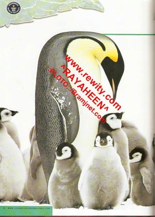 موسوعة غينس للارقام القياسيه 1