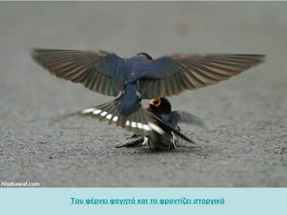 Του φέρνει φαγητό και το φροντίζει στοργικά   