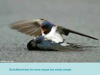 Συνειδητοποιεί ότι είναι  νεκρό  και κλαίει γοερά   