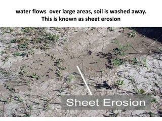 water flows over large areas, soil is washed away.
This is known as sheet erosion
 