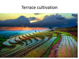 Terrace cultivation
 