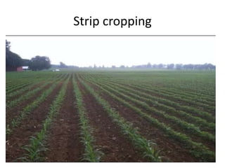 Strip cropping
 