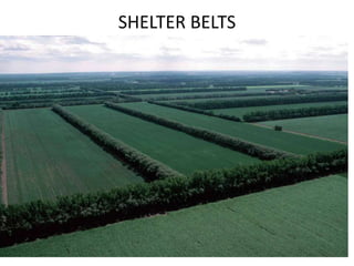 SHELTER BELTS
 
