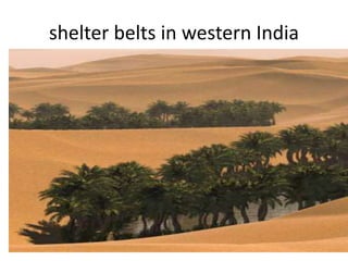 shelter belts in western India
 