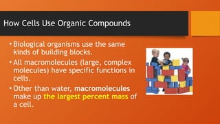 How Cells Use Organic Compounds
• Biological organisms use the same
kinds of building blocks.
• All macromolecules (large, complex
molecules) have specific functions in
cells.
• Other than water, macromolecules
make up the largest percent mass of
a cell.
 