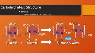 Carbohydrates: Structure
• Simple
• Disaccharides = two sugar units
 