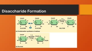 Disaccharide Formation
 