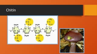 Chitin
 