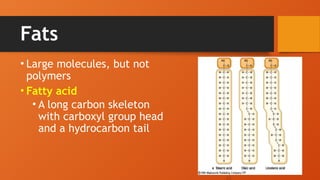 Fats
• Large molecules, but not
polymers
• Fatty acid
• A long carbon skeleton
with carboxyl group head
and a hydrocarbon tail
33
 