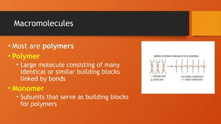 Macromolecules
• Most are polymers
• Polymer
• Large molecule consisting of many
identical or similar building blocks
linked by bonds
• Monomer
• Subunits that serve as building blocks
for polymers
 