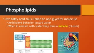 Phospholipids
• Two fatty acid tails linked to one glycerol molecule
• Ambivalent behavior toward water
• When in contact with water they form a micelle (cluster)
 