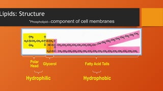 Lipids: Structure
Polar
Head
Glycerol Fatty Acid Tails
Hydrophobic
Hydrophilic
•Phospholipid—component of cell membranes
 