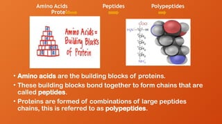 • Amino acids are the building blocks of proteins.
• These building blocks bond together to form chains that are
called peptides.
• Proteins are formed of combinations of large peptides
chains, this is referred to as polypeptides.
Amino Acids Peptides Polypeptides
Protein
 
