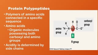Protein Polypeptides
• Polymers of amino acids
connected in a specific
sequence
• Amino acids
• Organic molecules
possessing both
carboxyl and amino
groups
• Acidity is determined by
side chains
 