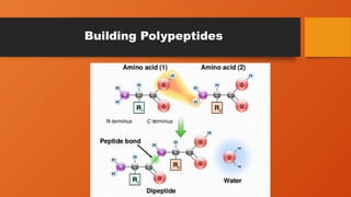 Building Polypeptides
 