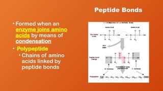 Peptide Bonds
• Formed when an
enzyme joins amino
acids by means of
condensation
• Polypeptide
• Chains of amino
acids linked by
peptide bonds
 