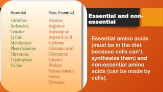 Essential and non-
essential
Essential amino acids
(must be in the diet
because cells can’t
synthesize them) and
non-essential amino
acids (can be made by
cells).
 