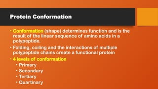 • Conformation (shape) determines function and is the
result of the linear sequence of amino acids in a
polypeptide.
• Folding, coiling and the interactions of multiple
polypeptide chains create a functional protein
• 4 levels of conformation
• Primary
• Secondary
• Tertiary
• Quartinary
Protein Conformation
 