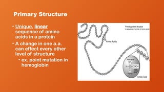 Primary Structure
• Unique, linear
sequence of amino
acids in a protein
• A change in one a.a.
can effect every other
level of structure
• ex. point mutation in
hemoglobin
 