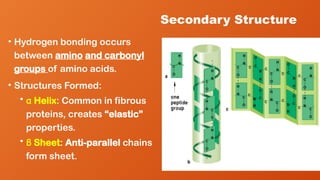 Secondary Structure
• Hydrogen bonding occurs
between amino and carbonyl
groups of amino acids.
• Structures Formed:
• α Helix: Common in fibrous
proteins, creates “elastic”
properties.
• β Sheet: Anti-parallel chains
form sheet.
 