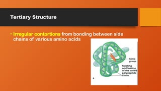Tertiary Structure
• Irregular contortions from bonding between side
chains of various amino acids
67
 