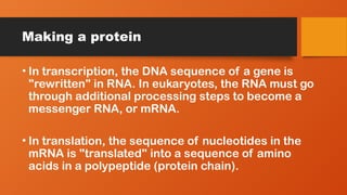 Making a protein
• In transcription, the DNA sequence of a gene is
"rewritten" in RNA. In eukaryotes, the RNA must go
through additional processing steps to become a
messenger RNA, or mRNA.
• In translation, the sequence of nucleotides in the
mRNA is "translated" into a sequence of amino
acids in a polypeptide (protein chain).
 