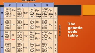 The
genetic
code
table
 