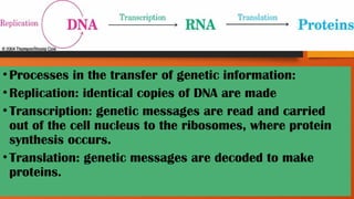 •Processes in the transfer of genetic information:
•Replication: identical copies of DNA are made
•Transcription: genetic messages are read and carried
out of the cell nucleus to the ribosomes, where protein
synthesis occurs.
•Translation: genetic messages are decoded to make
proteins.
81
 