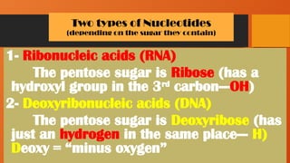 Two types of Nucleotides
(depending on the sugar they contain)
1- Ribonucleic acids (RNA)
The pentose sugar is Ribose (has a
hydroxyl group in the 3rd
carbon---OH)
2- Deoxyribonucleic acids (DNA)
The pentose sugar is Deoxyribose (has
just an hydrogen in the same place--- H)
Deoxy = “minus oxygen”
 
