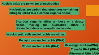 Nucleic acids are polymers of nucleotides
In eukaryotic cells nucleic acids are either:
Deoxyribose nucleic acids (DNA)
Ribose nucleic acids (RNA) Messenger RNA (mRNA)
Transfer RNA (tRNA)
Ribosomal RNA (tRNA
Nucleotides are carbon ring structures containing
nitrogen linked to a 5-carbon sugar (a ribose)
5-carbon sugar is either a ribose or a deoxy-
ribose making the nucleotide either a
ribonucleotide or a deoxyribonucleotide
 