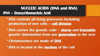 NUCLEIC ACIDS (DNA and RNA)
DNA – Deoxyribonucleic Acid
• DNA controls all living processes including
production of new cells – cell division
• DNA carries the genetic code – stores and transmits
genetic information from one generation to the next
• Chromosomes are made of DNA
• DNA is located in the nucleus of the cell
 