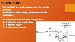All nucleotides contain three components:
1. A nitrogen heterocyclic base
2. A pentose sugar
3. A phosphate residue
Nucleic Acids
DNA and RNA are nucleic acids, long, thread-like
polymers
made up of a linear array of monomers called
nucleotides
 
