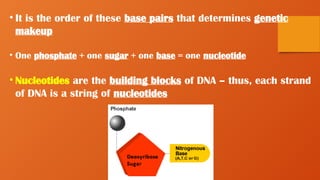 • It is the order of these base pairs that determines genetic
makeup
• One phosphate + one sugar + one base = one nucleotide
• Nucleotides are the building blocks of DNA – thus, each strand
of DNA is a string of nucleotides
 