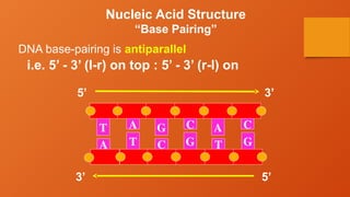 Nucleic Acid Structure
“Base Pairing”
T A A
G C C
3’
T C G
G T
A
3’ 5’
5’
DNA base-pairing is antiparallel
i.e. 5’ - 3’ (l-r) on top : 5’ - 3’ (r-l) on
 