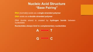 Nucleic Acid Structure
“Base Pairing”
RNA [normally] exists as a single stranded polymer
DNA exists as a double stranded polymer
DNA double strand is created by hydrogen bonds between
nucleotides
Nucleotides always bind to complementary nucleotides
A T
C
G
 