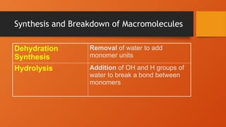Synthesis and Breakdown of Macromolecules
Dehydration
Synthesis
Removal of water to add
monomer units
Hydrolysis Addition of OH and H groups of
water to break a bond between
monomers
 