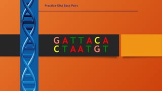 Practice DNA Base Pairs
G A T T A C A
C T A A T G T
 