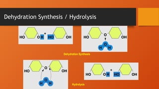 Dehydration Synthesis / Hydrolysis
Dehydration Synthesis
Hydrolysis
 