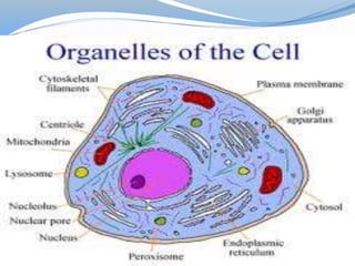 CELLS- The basic unit of life | PPTX