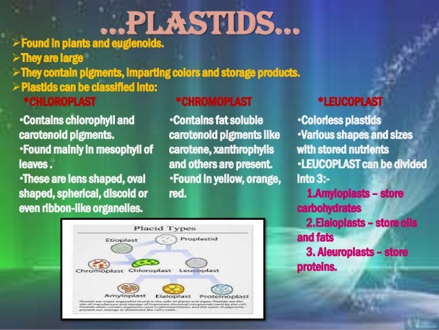 CELLS- The basic unit of life
