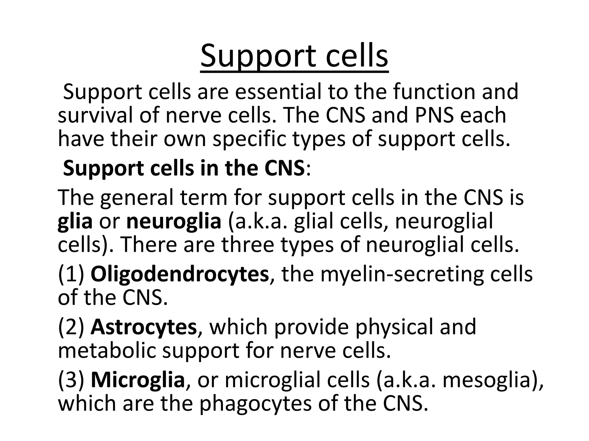 Support cells
Support cells are essential to the function and
survival of nerve cells. The CNS and PNS each
have their own specific types of support cells.
Support cells in the CNS:
The general term for support cells in the CNS is
glia or neuroglia (a.k.a. glial cells, neuroglial
cells). There are three types of neuroglial cells.
(1) Oligodendrocytes, the myelin-secreting cells
of the CNS.
(2) Astrocytes, which provide physical and
metabolic support for nerve cells.
(3) Microglia, or microglial cells (a.k.a. mesoglia),
which are the phagocytes of the CNS.
 
