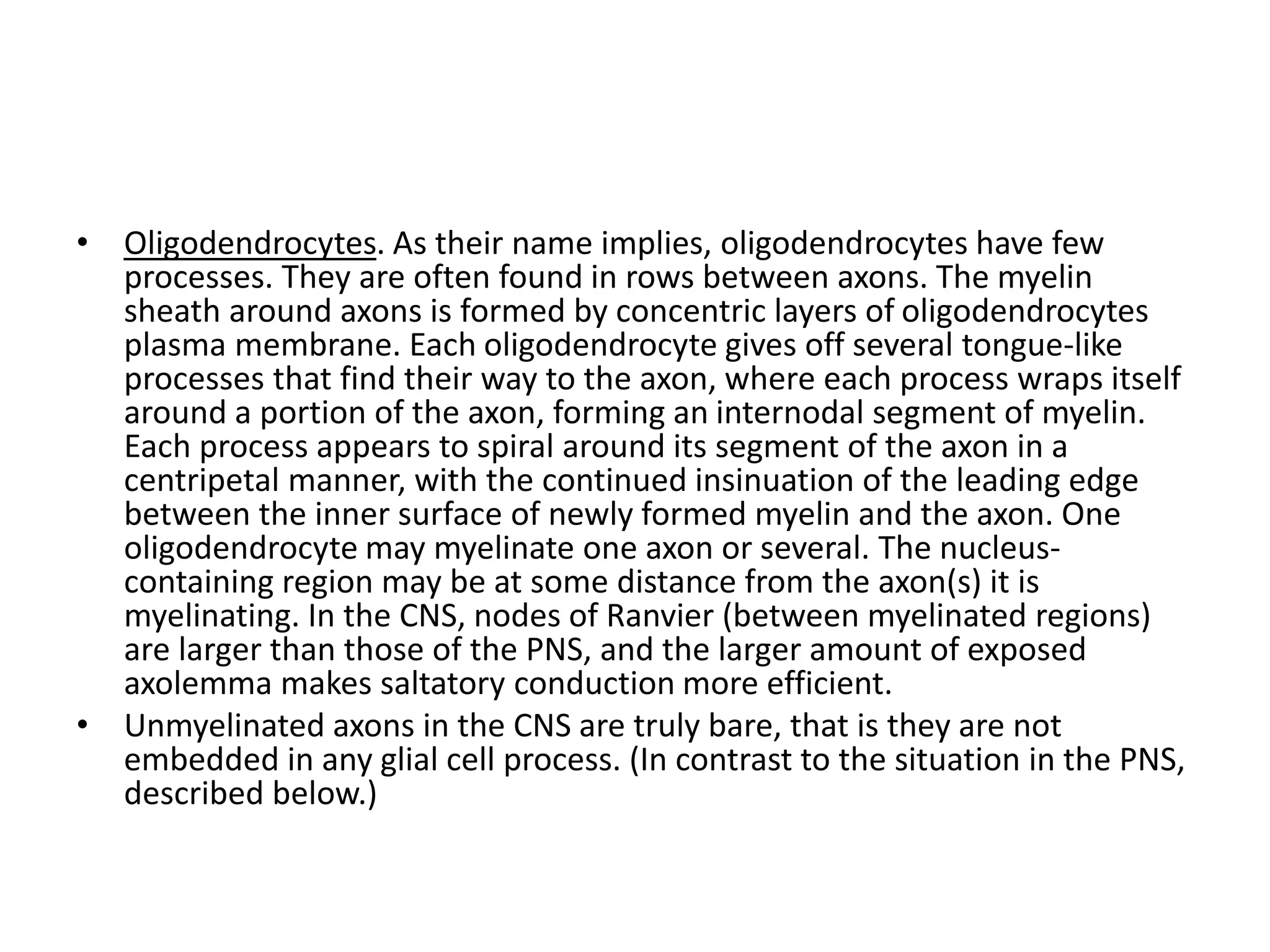 • Oligodendrocytes. As their name implies, oligodendrocytes have few
processes. They are often found in rows between axons. The myelin
sheath around axons is formed by concentric layers of oligodendrocytes
plasma membrane. Each oligodendrocyte gives off several tongue-like
processes that find their way to the axon, where each process wraps itself
around a portion of the axon, forming an internodal segment of myelin.
Each process appears to spiral around its segment of the axon in a
centripetal manner, with the continued insinuation of the leading edge
between the inner surface of newly formed myelin and the axon. One
oligodendrocyte may myelinate one axon or several. The nucleus-
containing region may be at some distance from the axon(s) it is
myelinating. In the CNS, nodes of Ranvier (between myelinated regions)
are larger than those of the PNS, and the larger amount of exposed
axolemma makes saltatory conduction more efficient.
• Unmyelinated axons in the CNS are truly bare, that is they are not
embedded in any glial cell process. (In contrast to the situation in the PNS,
described below.)
 
