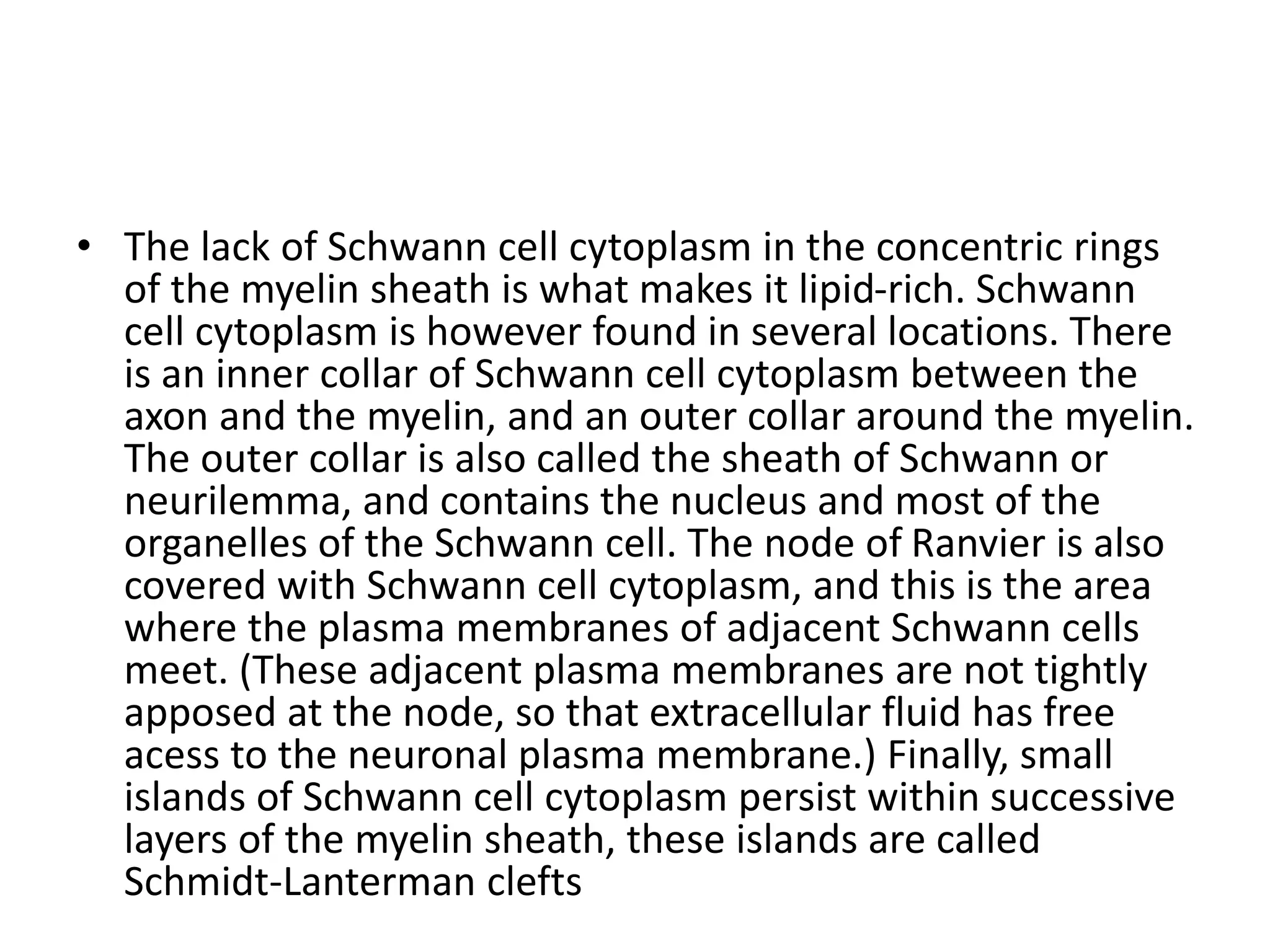 • The lack of Schwann cell cytoplasm in the concentric rings
of the myelin sheath is what makes it lipid-rich. Schwann
cell cytoplasm is however found in several locations. There
is an inner collar of Schwann cell cytoplasm between the
axon and the myelin, and an outer collar around the myelin.
The outer collar is also called the sheath of Schwann or
neurilemma, and contains the nucleus and most of the
organelles of the Schwann cell. The node of Ranvier is also
covered with Schwann cell cytoplasm, and this is the area
where the plasma membranes of adjacent Schwann cells
meet. (These adjacent plasma membranes are not tightly
apposed at the node, so that extracellular fluid has free
acess to the neuronal plasma membrane.) Finally, small
islands of Schwann cell cytoplasm persist within successive
layers of the myelin sheath, these islands are called
Schmidt-Lanterman clefts
 