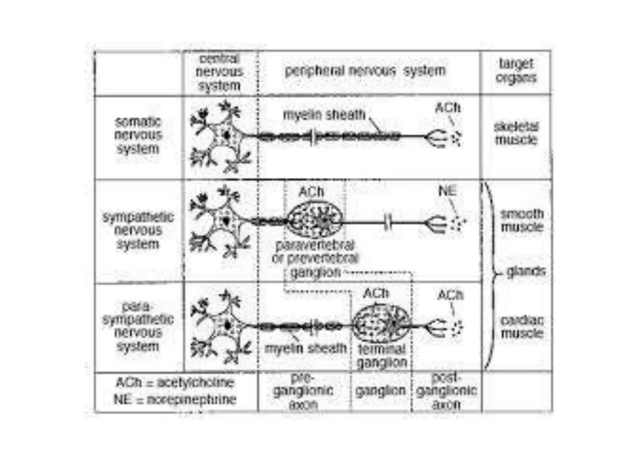 NEURON SUPPORTIVE CELLS OR ANS