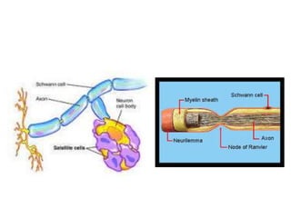Support Function Cell NEURON SUPPORTIVE CELLS OR ANS | PPTX